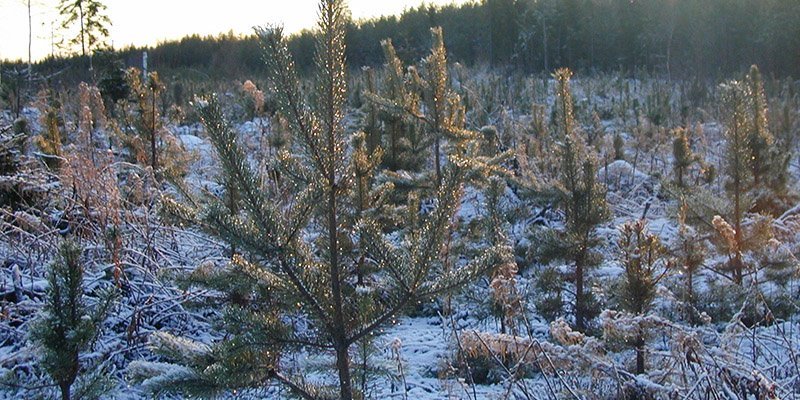 Plantskog på vintern.