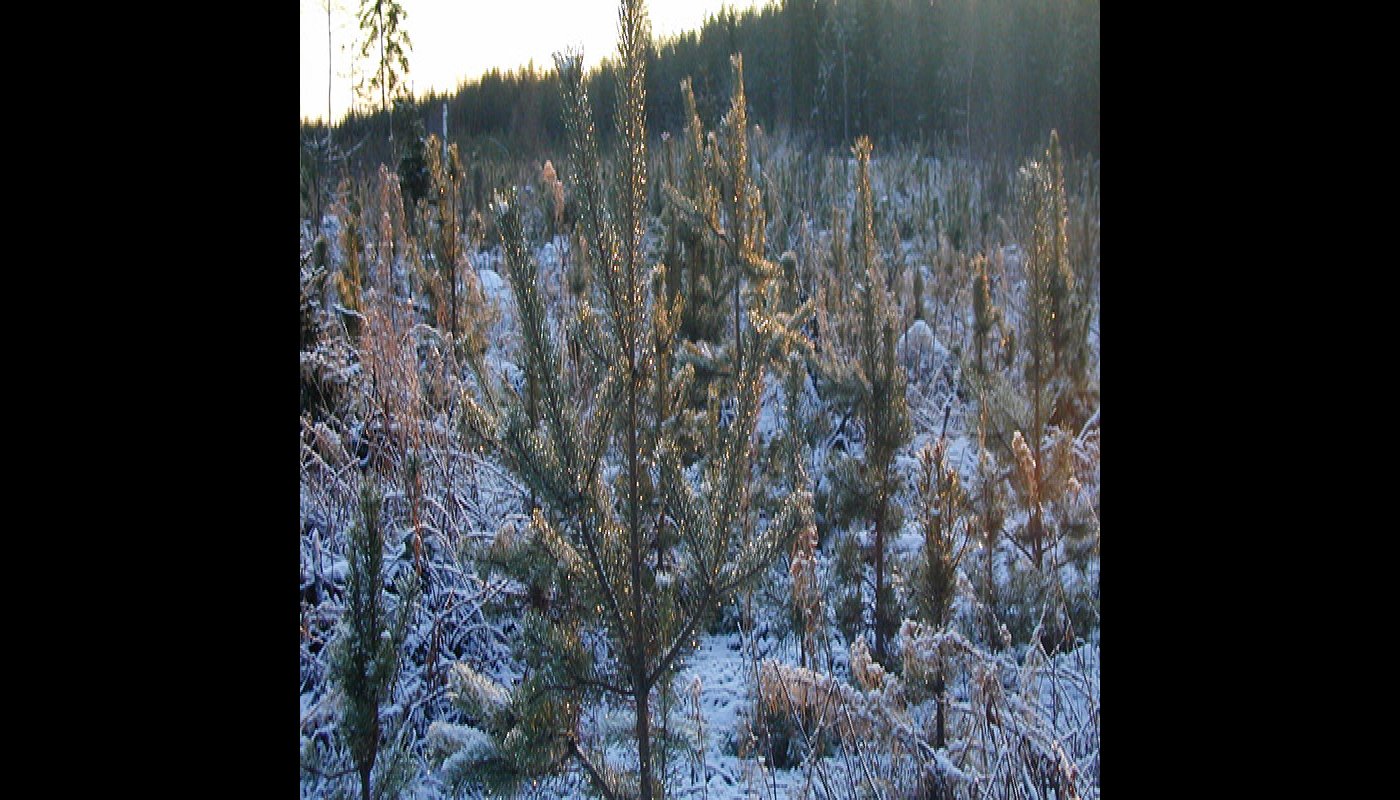 Plantskog på vintern.