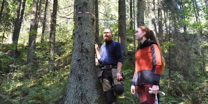 Mika Hämäläinen och Inna Salminen ser på ett träd i skogen som märkts ut med fiberband. Vid roten av det här trädet hittades spillning av flygekorre för några år sedan.