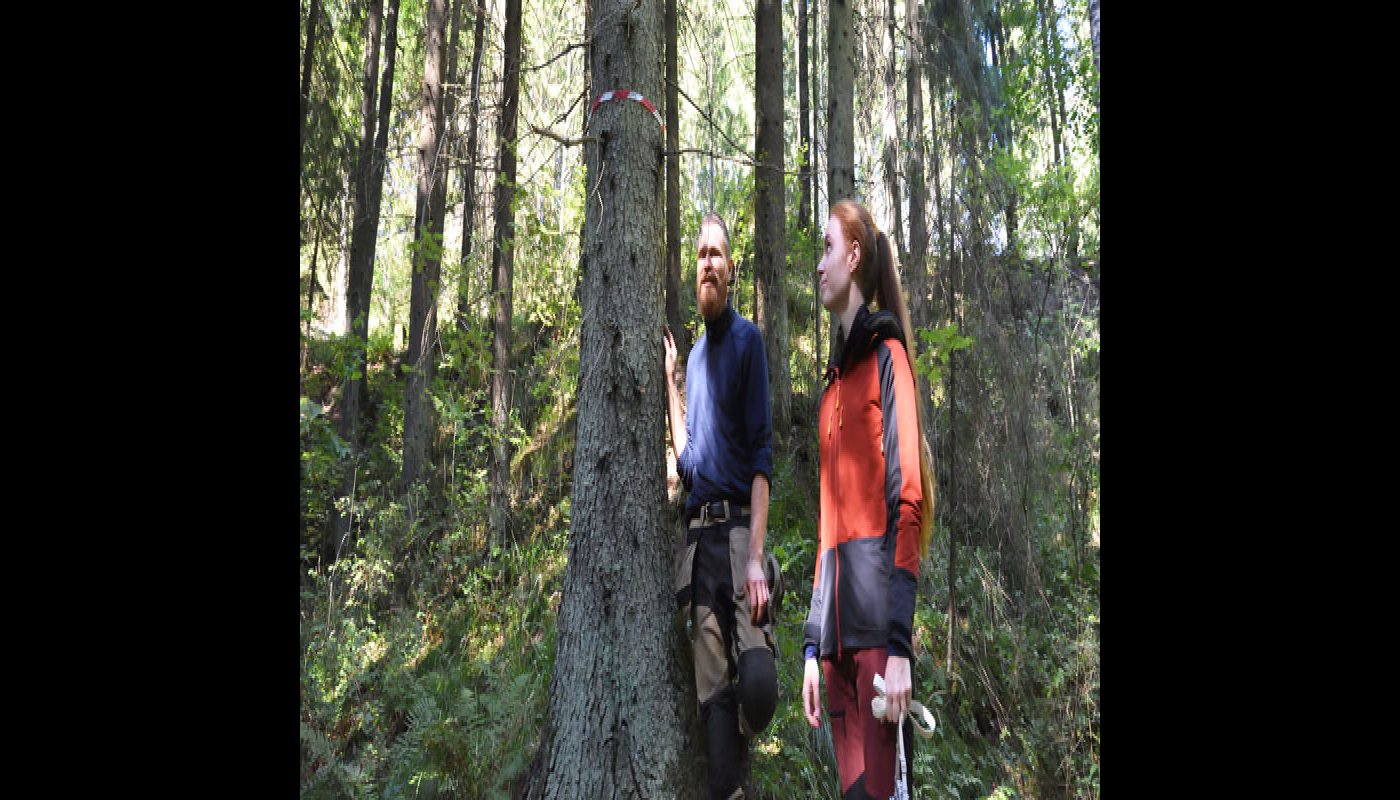 Mika Hämäläinen och Inna Salminen ser på ett träd i skogen som märkts ut med fiberband. Vid roten av det här trädet hittades spillning av flygekorre för några år sedan.