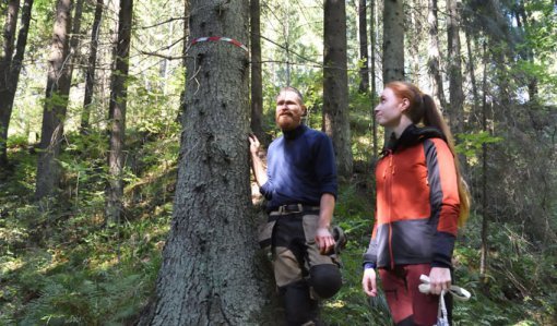 Mika Hämäläinen och Inna Salminen ser på ett träd i skogen som märkts ut med fiberband. Vid roten av det här trädet hittades spillning av flygekorre för några år sedan.