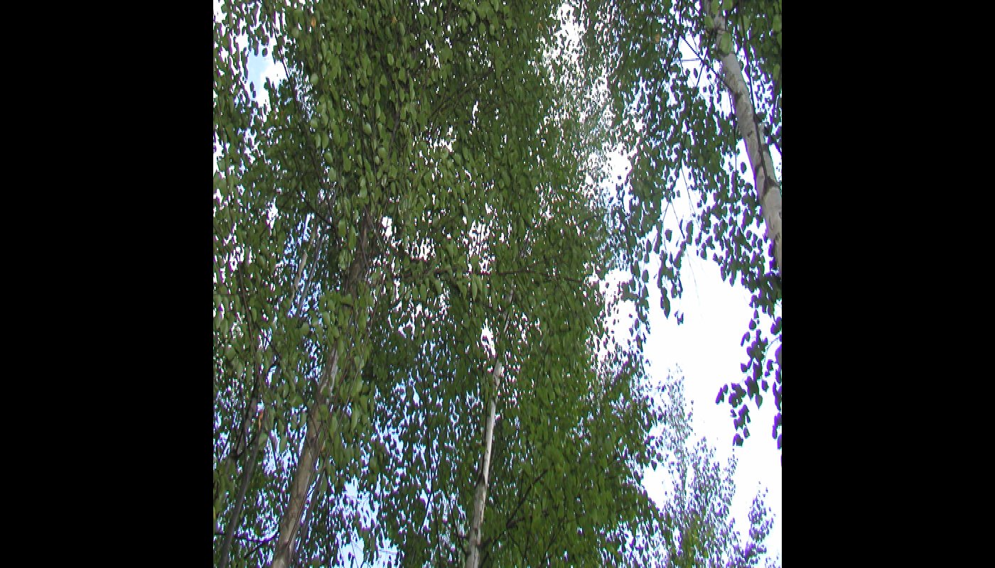 Björkarnas kronverk fotograferat underifrån.