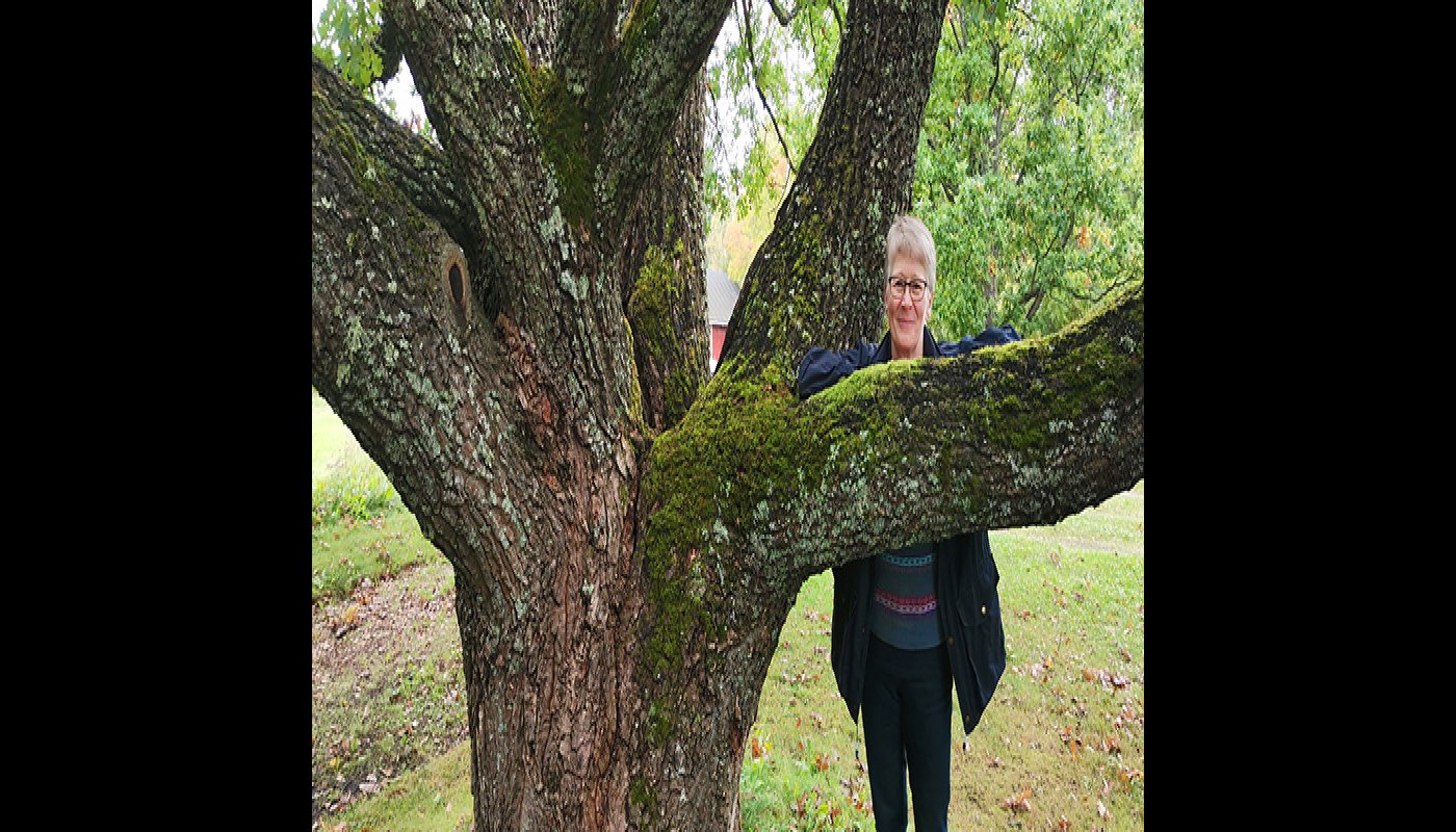 Hetta Torpo lutar sig mot en gammal talls tjocka gren på sin gård.