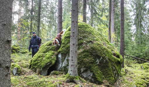 En person rastar en hund i skogen.  
