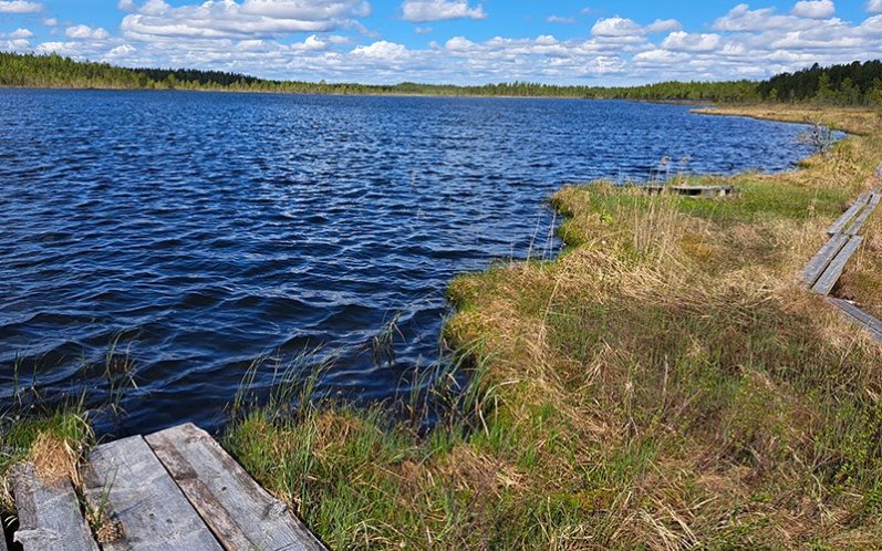 En skogstjärn med spångar som leder till stranden. 