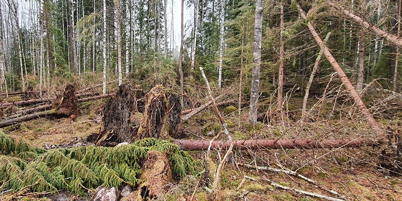 Stormfällda träd i en skog.