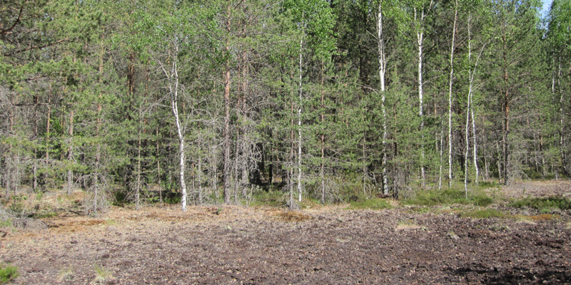Skog som planterats på ett tidigare torvutvinningsområde.