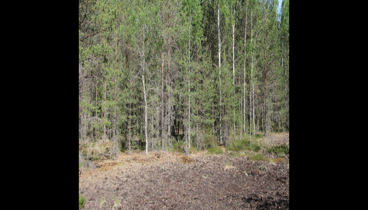 Skog som planterats på ett tidigare torvutvinningsområde.