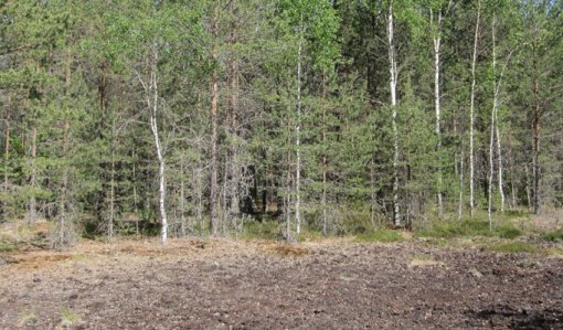 Skog som planterats på ett tidigare torvutvinningsområde.