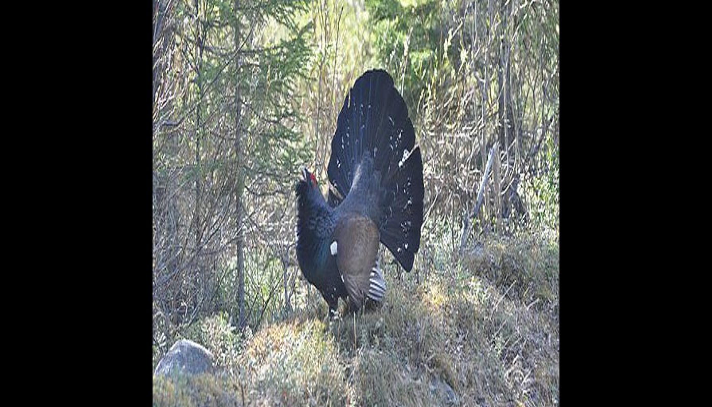 En tjädertupp som spelar.