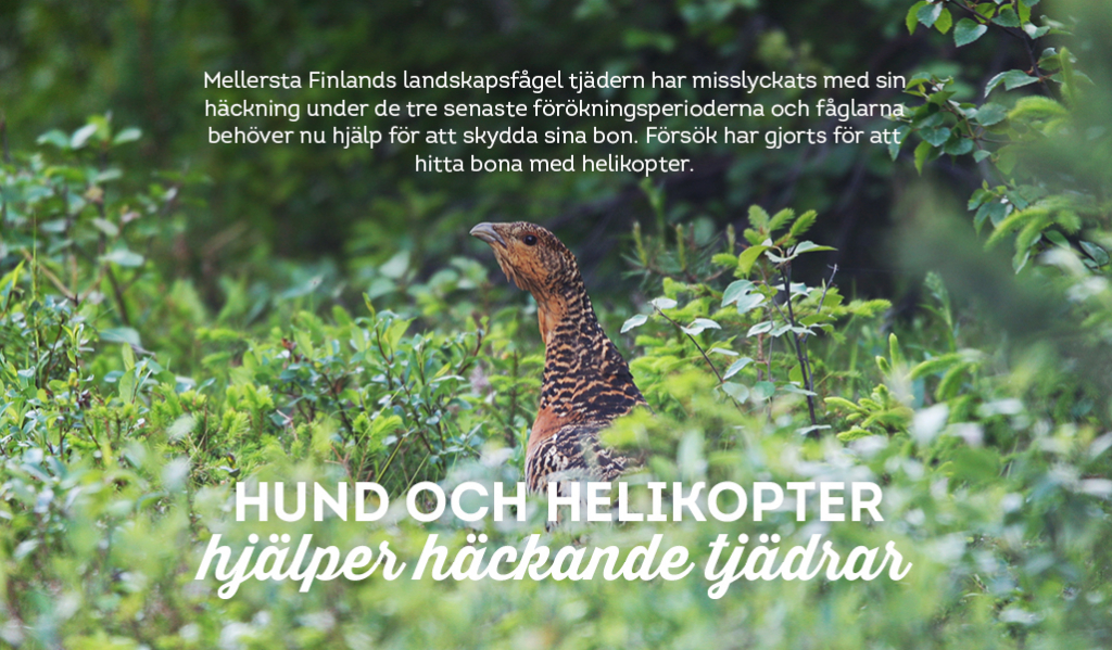 En tjäderhona tottar upp från den gröna risvegetationen.