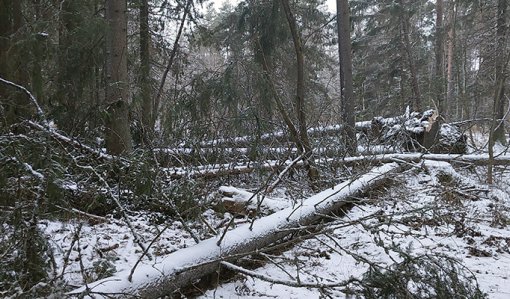 Träd som har fallit i stormen Hannes. 