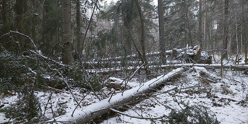 Träd som har fallit i stormen Hannes. 