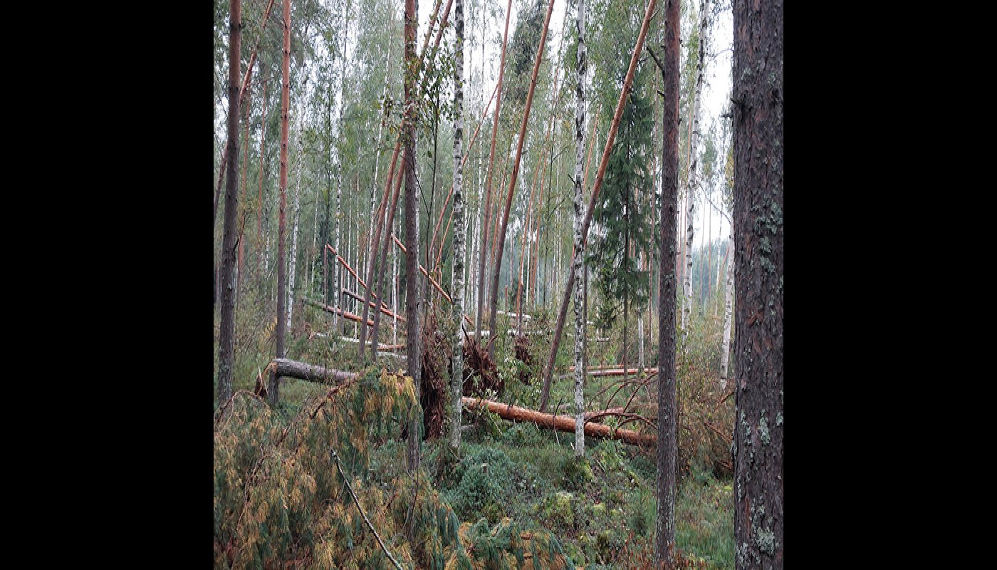 Träd som fällts och kapats av fallvindar i skogen.
