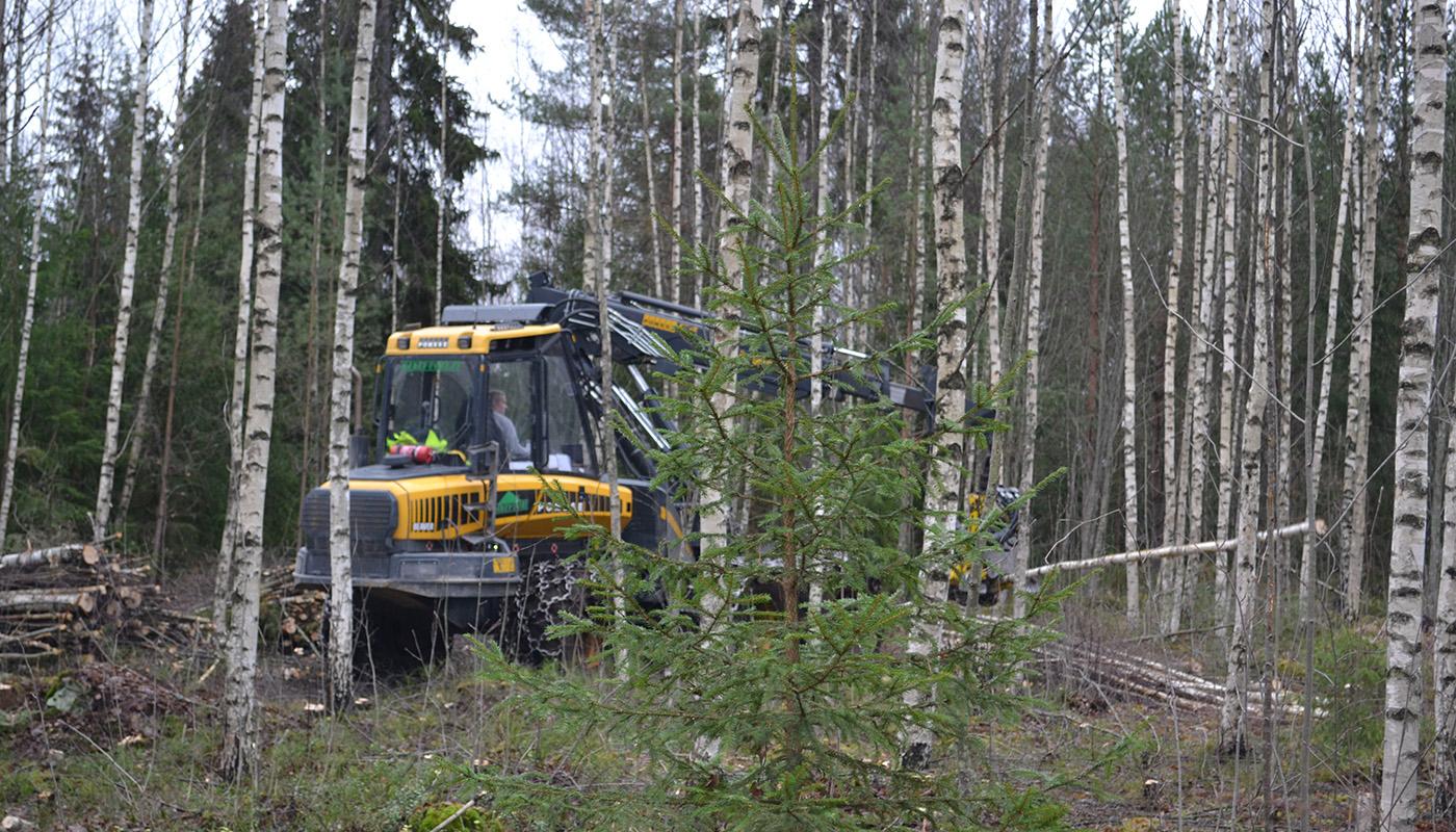 En avverkningsmaskin fäller träd i en ungskog.
