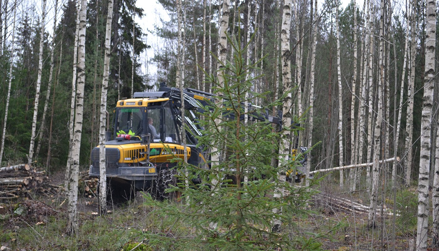 En avverkningsmaskin fäller träd i en ungskog.
