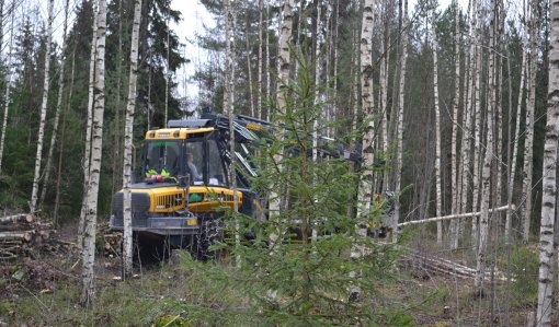 En avverkningsmaskin fäller träd i en ungskog.
