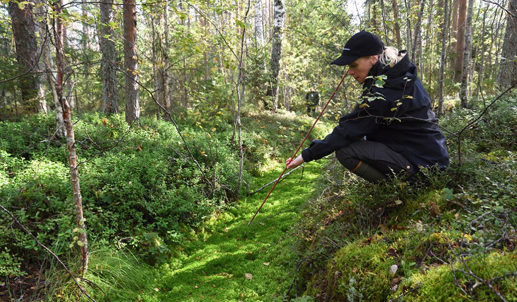 Skogscentralens naturdatachef Miia Saarimaa mäter torvens tjocklek vid ett skogsdike med en käpp. 