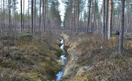 Vad borde man göra med skogsdikena? – 5 frågor