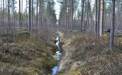 Vad borde man göra med skogsdikena? – 5 frågor