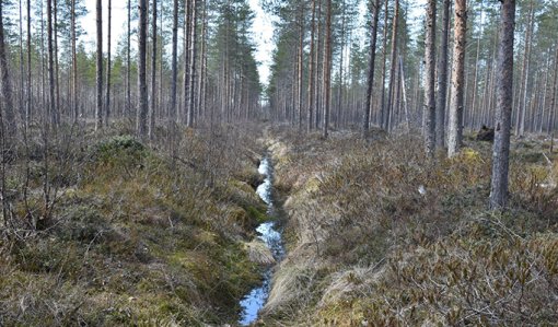 Dike och tallskog