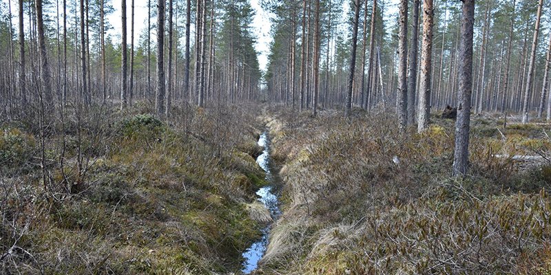 Dike och tallskog