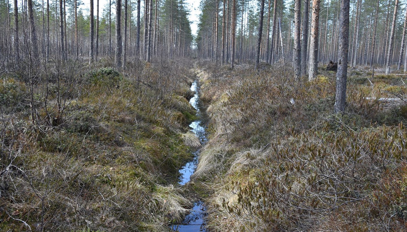 Vad borde man göra med skogsdikena? – 5 frågor