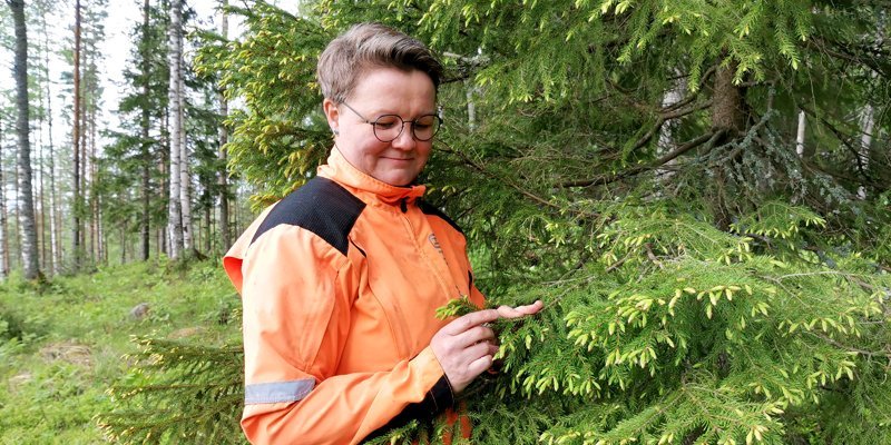 Anne Ruokonen står vid en gran och tittar på dess fräska granskott.