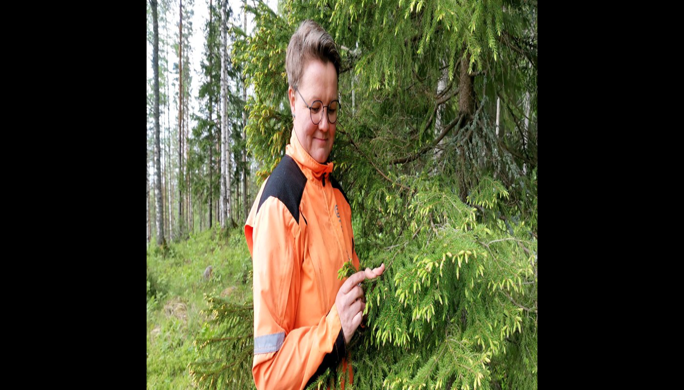 Anne Ruokonen står vid en gran och tittar på dess fräska granskott.