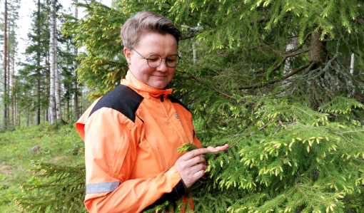 Anne Ruokonen står vid en gran och tittar på dess fräska granskott.