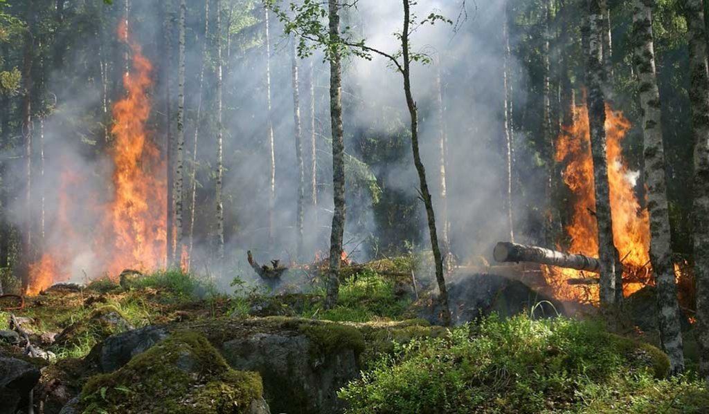 Det lönar sig att försäkra skogen för alla eventualiteter