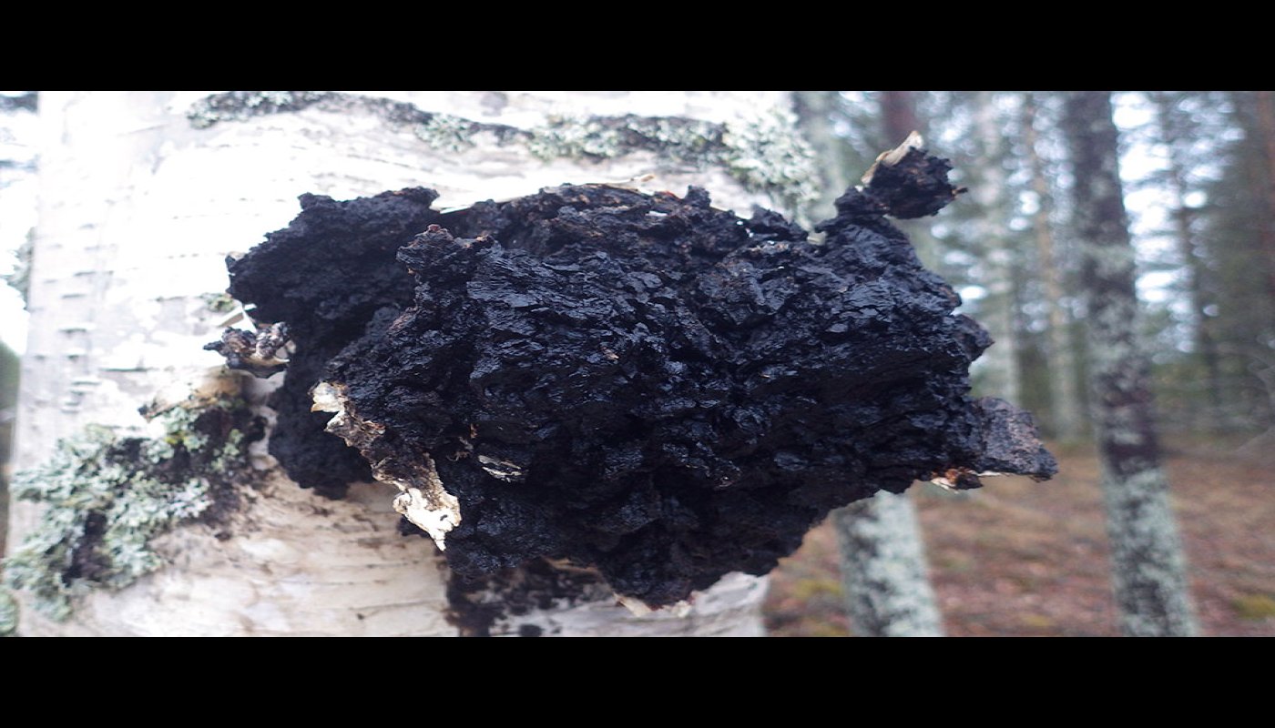 Svart sprängticka växer på en björk.