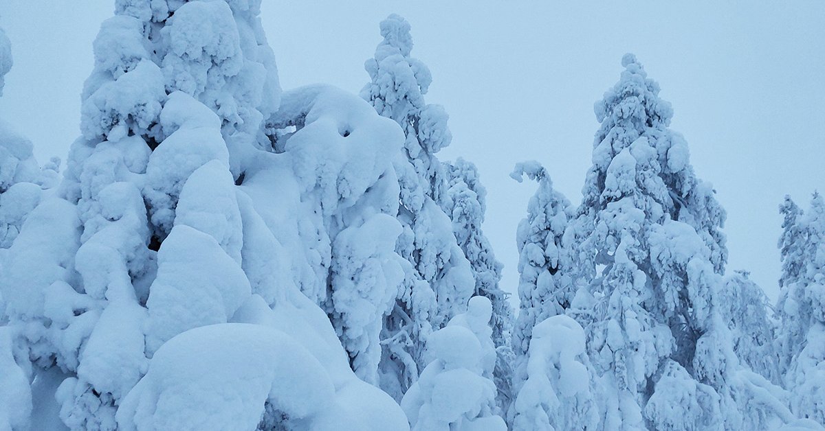 Det snöar och är köldgrader – hur påverkar det skogarna? - Min Skog