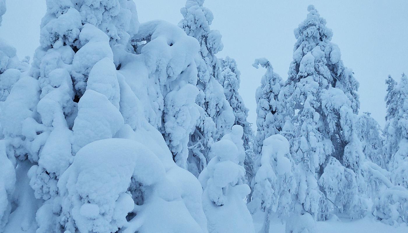 Upplegor på trädens grenar
