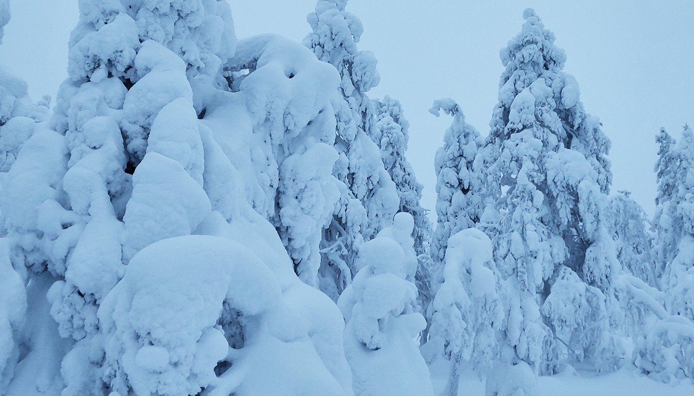 Upplegor på trädens grenar
