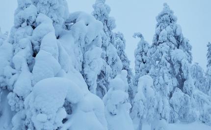 Upplegor på trädens grenar
