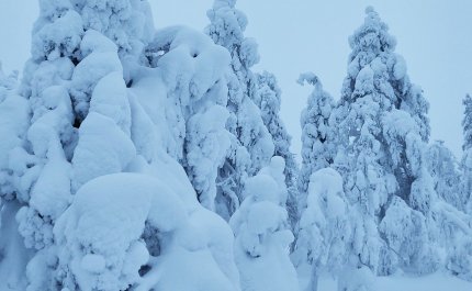 Upplegor på trädens grenar
