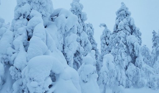 Upplegor på trädens grenar
