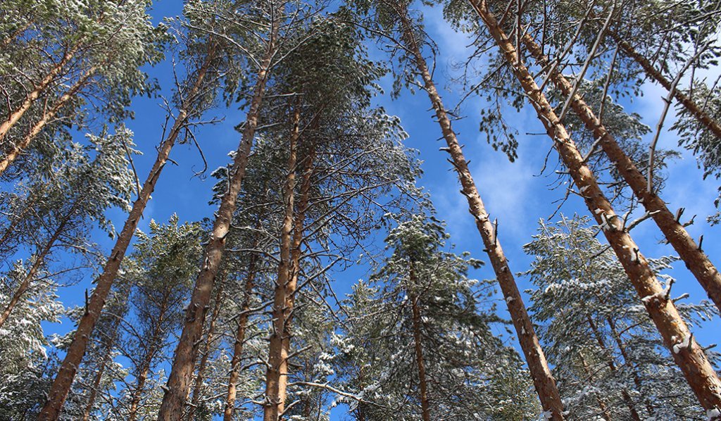 Snöig tallskog.