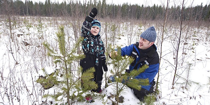 En man och ett barn tittar på en tallplanta på vintern. Barnet håller upp ena armen.