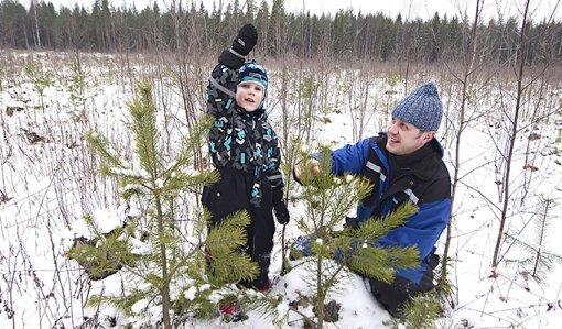 En man och ett barn tittar på en tallplanta på vintern. Barnet håller upp ena armen.