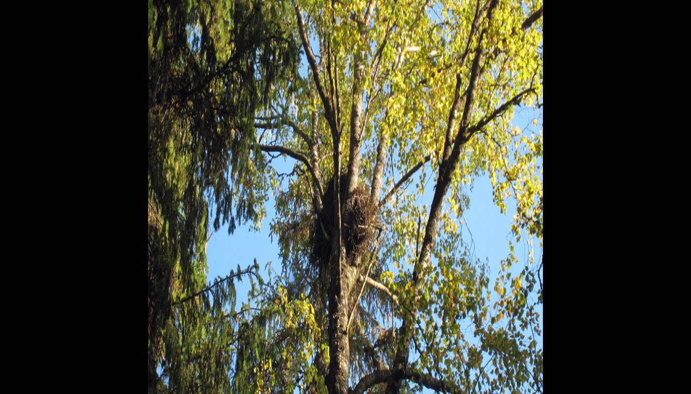 Ett duvhöksbo i en björk.