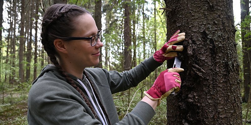 Människa ristar i en trädstam i skogen