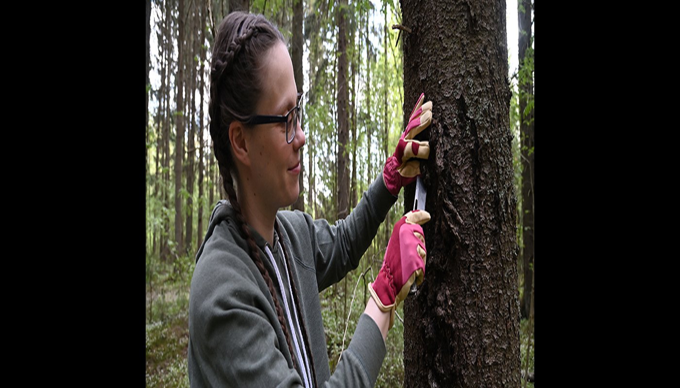 Människa ristar i en trädstam i skogen