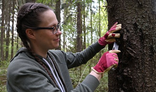 Människa ristar i en trädstam i skogen