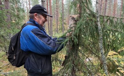 Juhani Kauppinen hänger upp en holk som är gjord av en stubbe i ett träd. 
