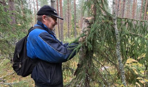 Juhani Kauppinen hänger upp en holk som är gjord av en stubbe i ett träd. 
