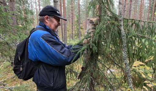 Juhani Kauppinen hänger upp en holk som är gjord av en stubbe i ett träd. 
