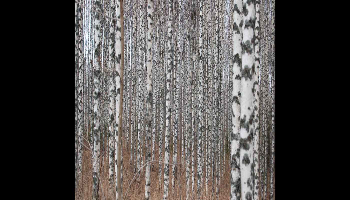 Dekorativ bild på en björkskog.