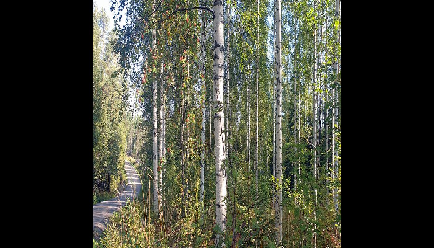 Björkskog på hösten bredvid en skogsbilväg.